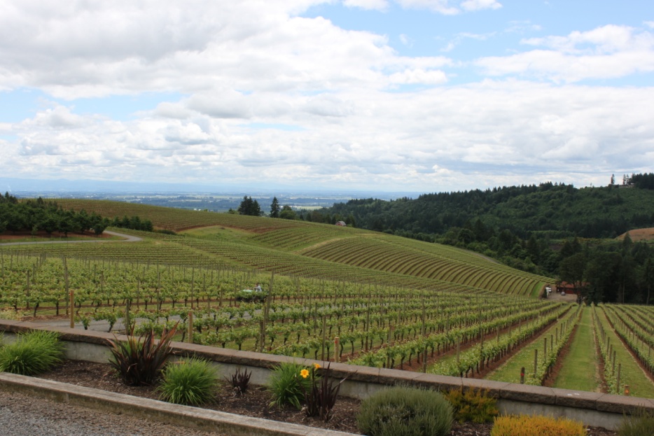 Dundee Hills Oregon Wineries